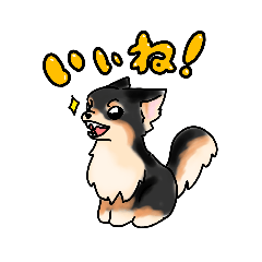 [LINEスタンプ] チワワの日々【ブラックタン】