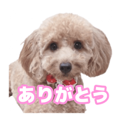 [LINEスタンプ] うちのイッヌをあつめました