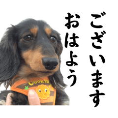 [LINEスタンプ] 会社と自宅で使える挨拶犬シンプルスタンプ