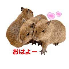 [LINEスタンプ] 【カピバラ】かぴ天スタンプPart1