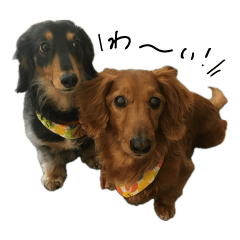 [LINEスタンプ] my cutie dogs もこ と たら 2