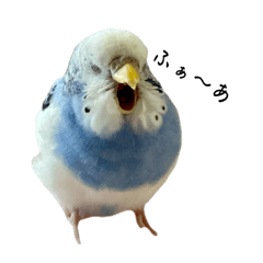 [LINEスタンプ] インコのぷーちゃんとダックスのけりー①