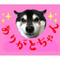[LINEスタンプ] ワカメです！