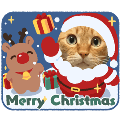 [LINEスタンプ] たまそらクリスマス2024の画像（メイン）
