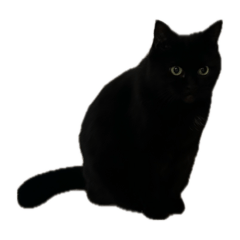 [LINEスタンプ] 基本塩対応にゃんこの画像（メイン）