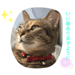 [LINEスタンプ] あんずちゃん其の13
