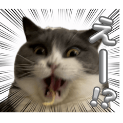 [LINEスタンプ] 猫のティナちゃん