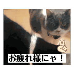 [LINEスタンプ] 猫ちゃんのこと