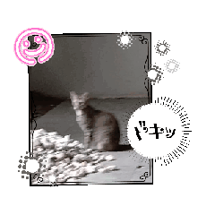 [LINEスタンプ] 子猫とお母さん猫の仲良し動くスタンプ