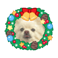 [LINEスタンプ] ポメラニアンのステラ[クリスマスお正月]