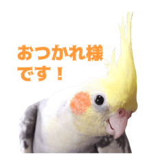 [LINEスタンプ] オカメインコのメル