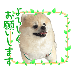 [LINEスタンプ] うちのぽめらにあんぬ【2】の画像（メイン）