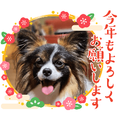 [LINEスタンプ] パピヨンのしのんちゃん4の画像（メイン）
