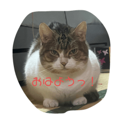 [LINEスタンプ] でぶねこと短足。仲良しスタンプ