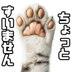 [LINEスタンプ] お願いする猫。