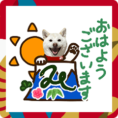 [LINEスタンプ] 2025年白柴犬スタンプ（写真）