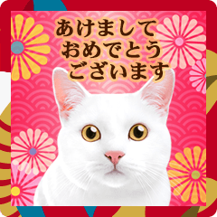 [LINEスタンプ] かわいい猫写真♪敬語で丁寧なお正月2025