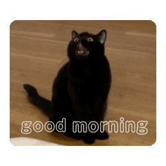 [LINEスタンプ] Black cat (GIF)