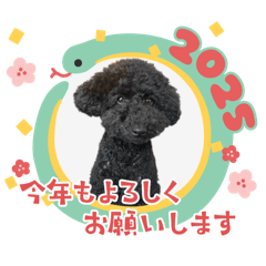 [LINEスタンプ] ゆるふわトイプーちゃん