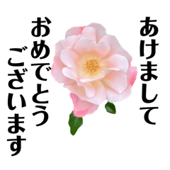 [LINEスタンプ] yasuおばさんの薔薇言葉R6