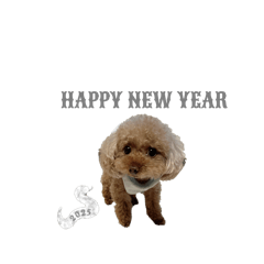 [LINEスタンプ] トイプードルのクロム年末年始挨拶2025