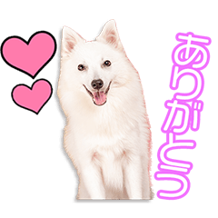 [LINEスタンプ] 松尾家のおもちちゃん