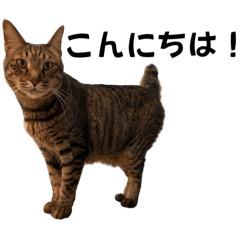 [LINEスタンプ] DearCat 2024