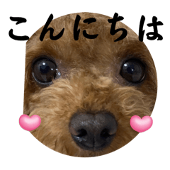 [LINEスタンプ] ごんとももの日常13