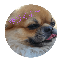 [LINEスタンプ] IN-上海グレイフィアチャンネル公式