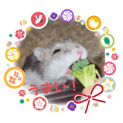 [LINEスタンプ] 暴れ食いしん坊ハムスターやちる君3〜冬〜