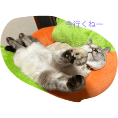 [LINEスタンプ] プア3弾