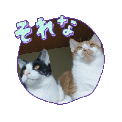 [LINEスタンプ] コンぽた動くスタンプその1