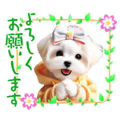 [LINEスタンプ] かわいいマルチーズの犬スタンプ