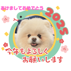 [LINEスタンプ] 広島まるちゃん⑦