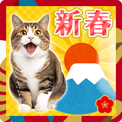 [LINEスタンプ] かわいい猫写真♪お正月・新年のご挨拶2025