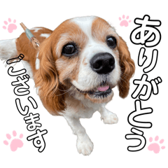[LINEスタンプ] ぼく、マロ【キャバリア】