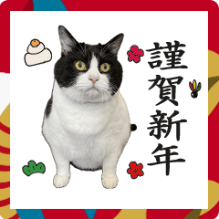 [LINEスタンプ] 正月猫達