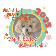 [LINEスタンプ] トイプードルのじぇいくと新年のご挨拶