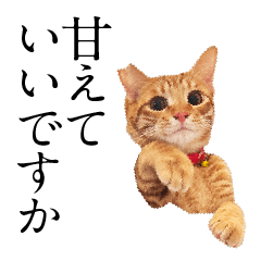 [LINEスタンプ] 猫田家ついか。