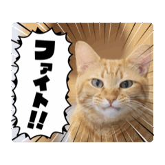 [LINEスタンプ] 茶トラ猫のみゃお⑤