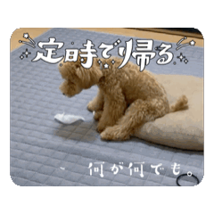 [LINEスタンプ] マルプーのタラお