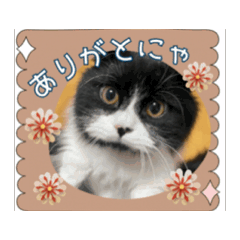 [LINEスタンプ] ちょっとうごく毎日まぐにゃん