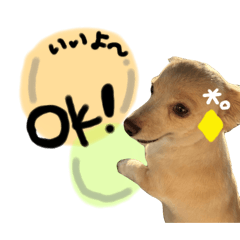 [LINEスタンプ] のんびりチワックス犬