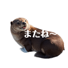 [LINEスタンプ] らっこ.