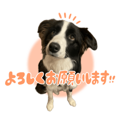 [LINEスタンプ] ボーダーコリーのあんこ