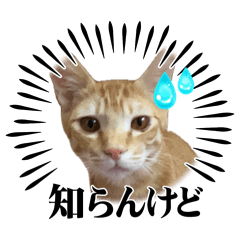 [LINEスタンプ] 茶々からパパへ
