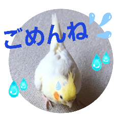 [LINEスタンプ] オカメのクーちゃんと一緒 3