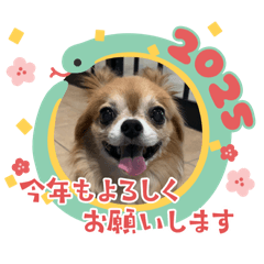 [LINEスタンプ] モンドの2025年年始ご挨拶