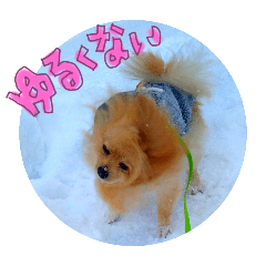 [LINEスタンプ] どさんこポメラニアン なまらいいっしょ