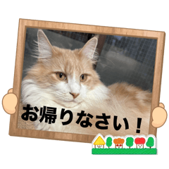 [LINEスタンプ] メインクーンといっしょ！4